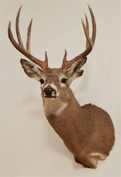 Whitetail Deer Shoulder Mount 5x4