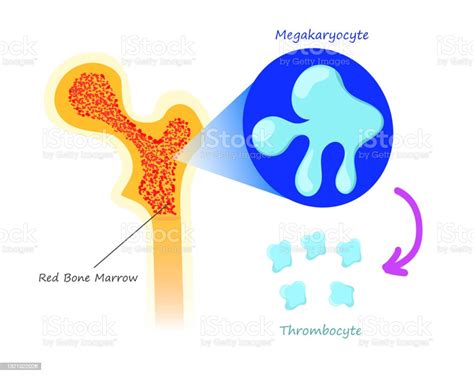 Red Bone Marrow Thrombocyte Production Illustration Of The Platelets