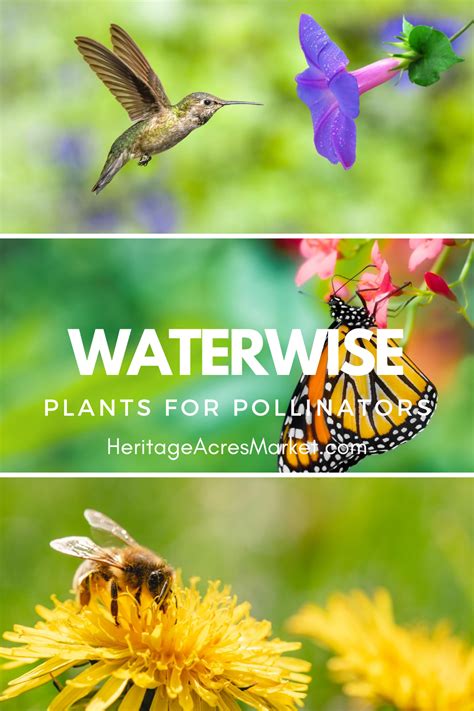 Waterwise Plants For Pollinators Water Wise Plants Pollinator Plants