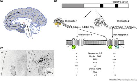 The Neurobiology Of Hypocretins Orexins Narcolepsy And Related