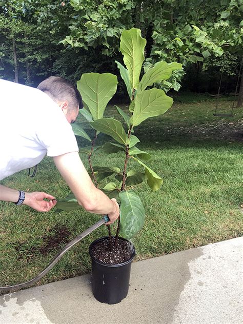 I explain how terrifying propagating is and how my only reason for actually doing it in the first place was to trim monty down to a manageable size. Repotting a Fiddle Leaf Fig | Less Than Perfect Life of ...