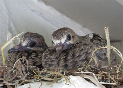 Baby Mourning Doves Photograph By World Reflections By Sharon Pixels