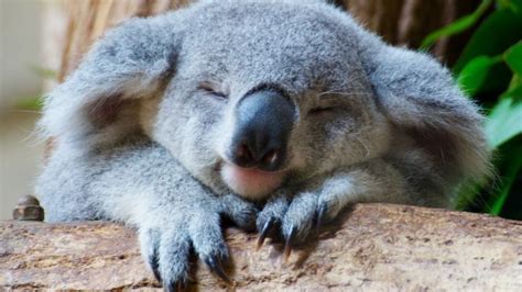 Petition · Help The Koala Population To Get Back On Its Feet ·
