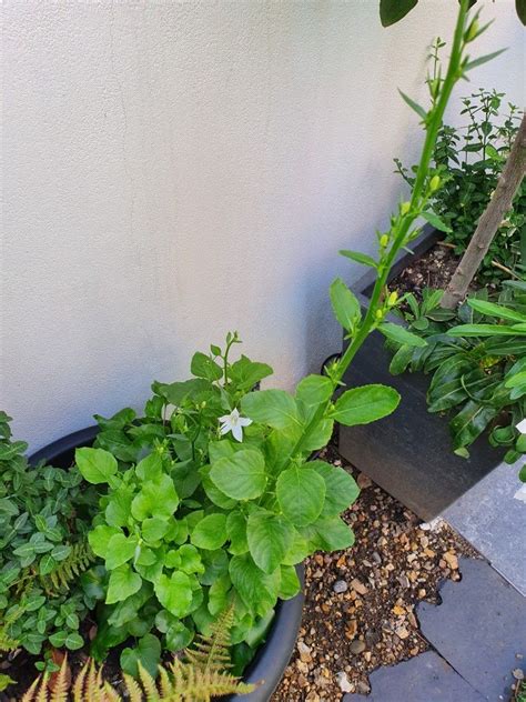 What kind of plants can you grow in australia? 17 Aug 2019 | Low maintenance garden, Plants, Garden