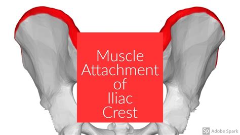 Muscle Attachment Of Iliac Crest Youtube