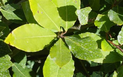 In particolare sulle nostre coste formano sovente una fitta vegetazione sempreverde che si affaccia sul mare con estese fioriture e forti aromi, ma anche gli oliveti, i vigneti, gli orti e gli incolti ne sono ricchi. Salute e Bellezza. Tutte le proprietà dell'alloro, pianta ...