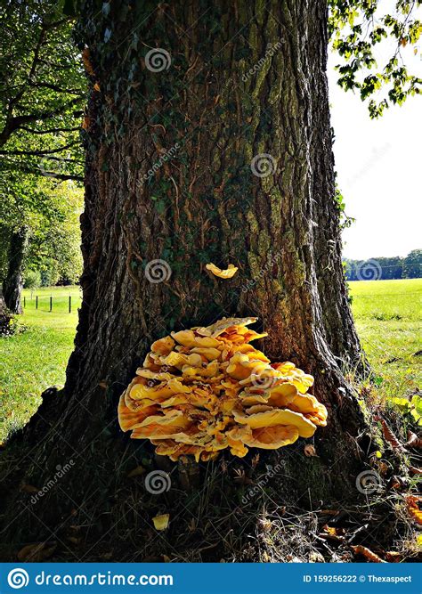 Sulphur Mushroom And X28laetiporus Sulphureusand X29 Stock Photo Image