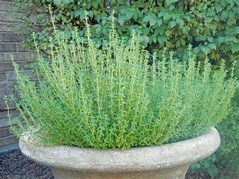 Harvesting, storing, and using thyme. Learn How To Grow Thyme Herbs In The Garden