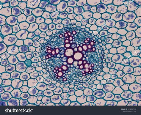 Cross Section Of Root Of Dicotyledon Plant Under Light Microscope It