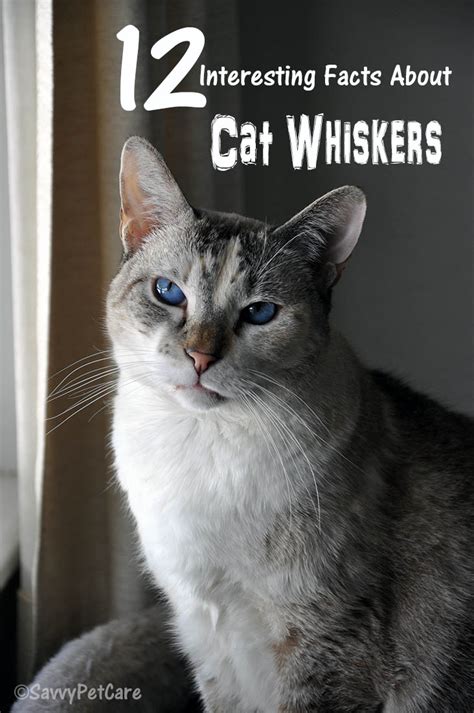 Cats don't chat when they meow. Cat Whiskers -- 12 Interesting Facts - Savvy Pet Care