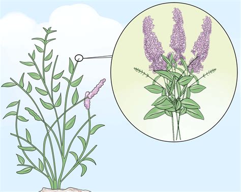 How To Prune A Butterfly Bush 5 Steps With Pictures WikiHow