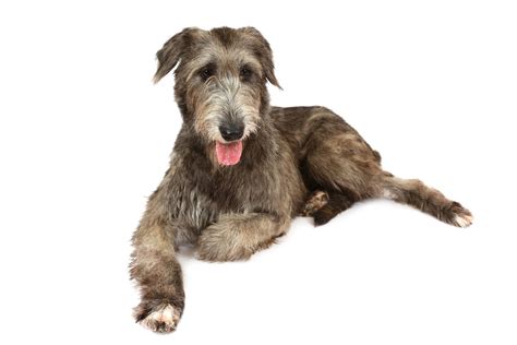 Irish Wolfhound Dog Breed Information Puppies And Breeders Dogs Australia