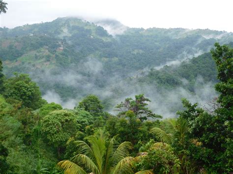 The Magnificent Rain Forests Of Trinidads Northern Mountains Trotting