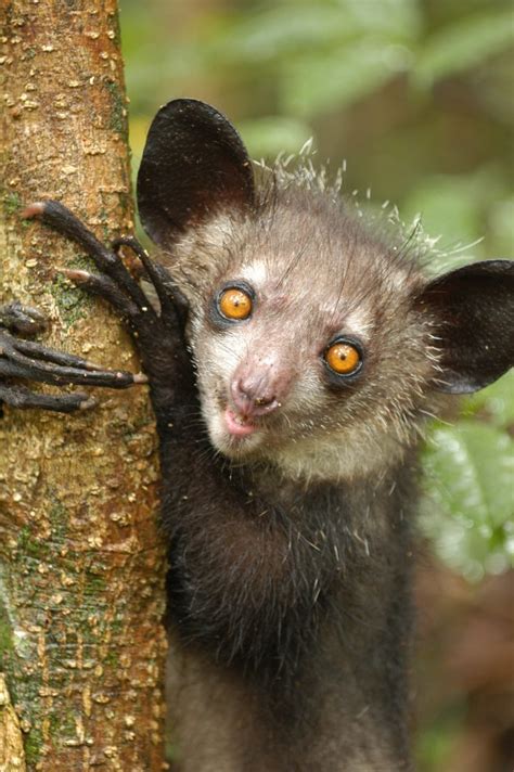 The latest news was that the title for the movie combination of vishal and sundar c is said to be aambala. 🔥 An aye-aye lemur in Madagascar : NatureIsFuckingLit