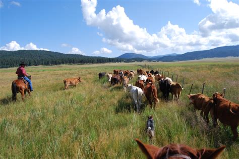 Livestock Production And Sustainable Ranching College Of Agricultural