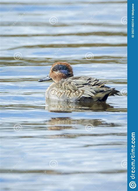 Eurasian Teal Anas Crecca Waterfowl Swimming On The Water Surface