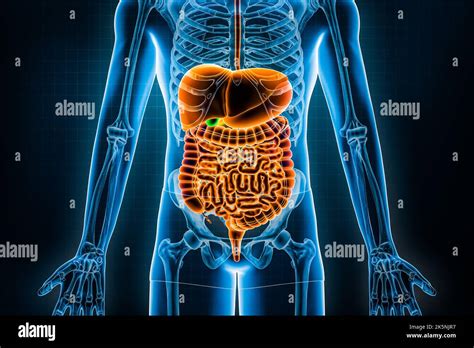 Human Digestive System And Gastrointestinal Tract 3d Rendering