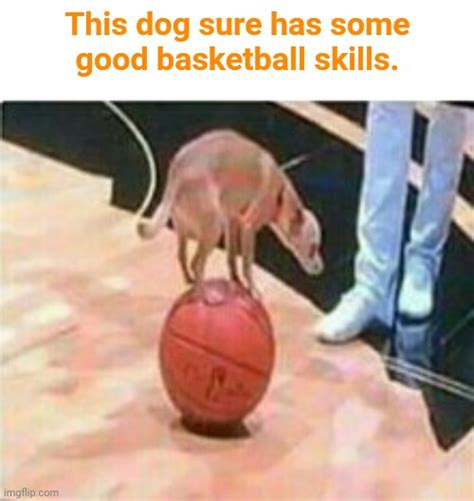 Dog Balancing On The Basketball Imgflip
