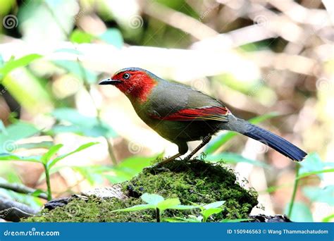 Scarlet Faced Liocichla In The Jungle Stock Image Image Of Beautiful