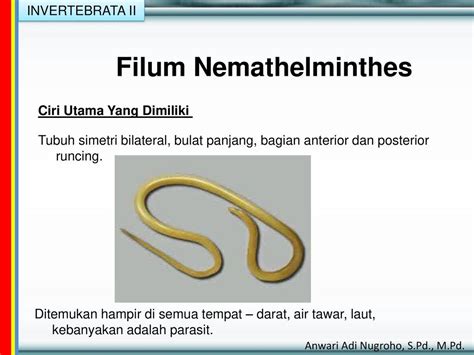 contoh spesies filum nemathelminthes)