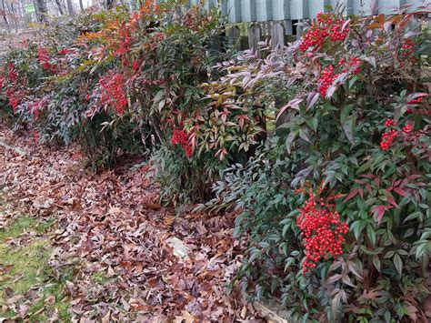 nandina shrubs offer gorgeous winter color mississippi state university extension service
