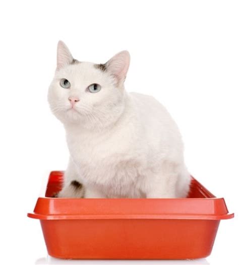 Are you trading company or manufacturer 9 a: What to Do When Your Cat Pees Outside the Litter Box - The ...
