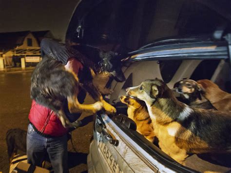 Sochi Dogs Catching Up With Furry Stars Of 2014 Winter Olympics