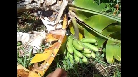 My Dwarf Bananas 1 Done 1 Fruiting And Many More Growing Banana