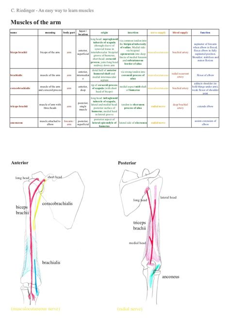 Anatomy Of The Human Upper Limb A Upper Limb Segments And B