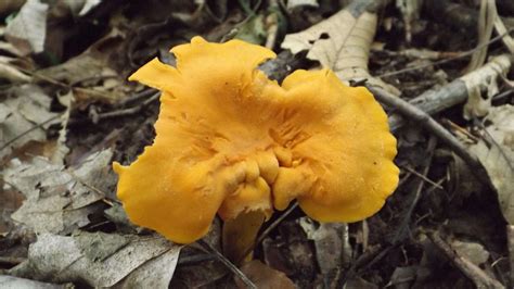 Ohio Help With Some Ids Mushroom Hunting And Identification