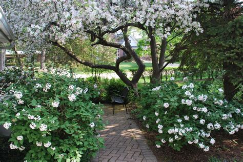 Visit us to learn more about our mcintosh apple tree. Korean Spice Viburnum and Crab Apple Tree | Apple tree ...