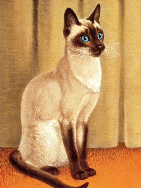 Best Siamese Cat Illustrations Royalty Free Vector Graphics And Clip Art