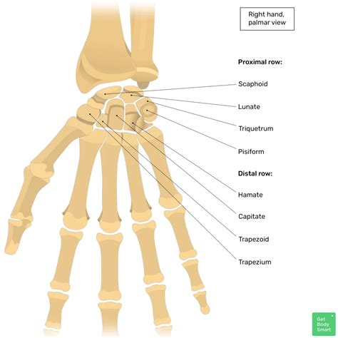 Bones Of The Hand And Wrist Diagram