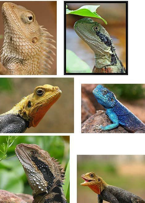 Types Of Lizards Lizard Lizard Types Animals