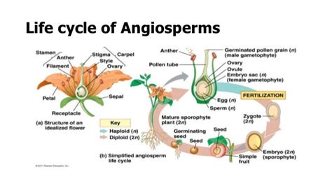 Angiosperms Life Cycle