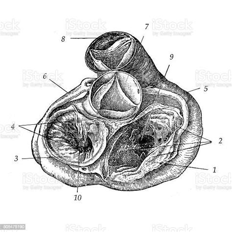 Heart Valves Stock Illustration Download Image Now 19th Century