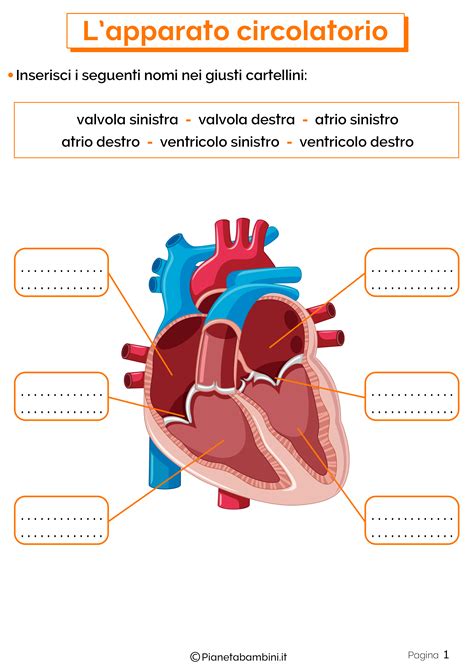 Lapparato Circolatorio Schede Didattiche Per La Scuola Primaria Nel