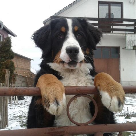 Just Look At Those Giant Paws Beautiful Dogs Bernese Dog Bernese