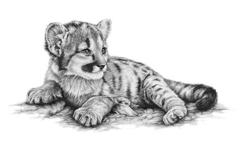 Richard Symonds Wildlife Artist Home Page Baby Animal Drawings