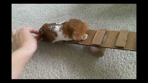 How To Make 3 Homemade Hamster Toys Youtube