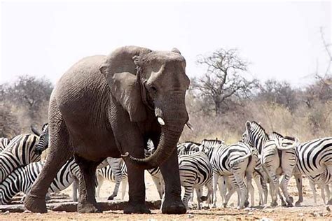 Zebra And Elephant Photo Etosha Namibia Africa