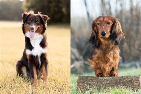 Aussie Doxie Australian Shepherd And Dachshund Mix Info Pictures
