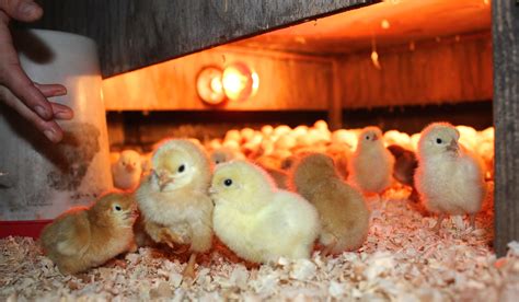 Raising Meat Chickens How To Brood Healthy Chicks Birdsong Farm