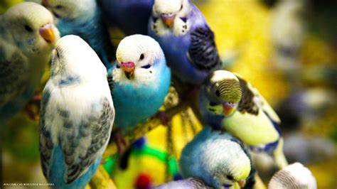 Budgies Wallpapers Wallpaper Cave