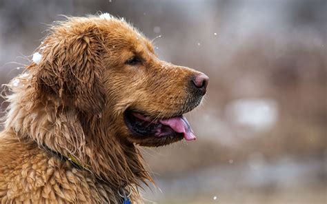 Download Dog Animal Golden Retriever 4k Ultra Hd Wallpaper By Zanny