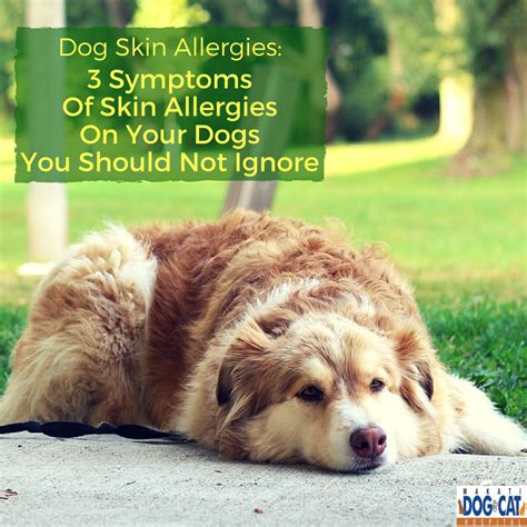 Dog Skin Allergies 3 Symptoms Of Skin Allergies On Your Dogs You