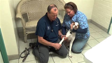 How To Help A Dog With A Pulled Muscle