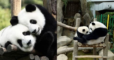 Malaysias National Zoo Welcomes Third Panda Cub And Its Adorable