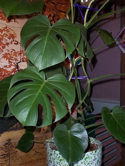 PlantFiles Pictures: Monstera Species, Ceriman, Mexican Breadfruit