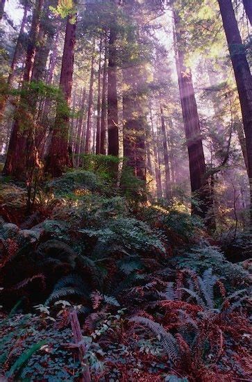 Redwood National Park Redwood Forest Nature National Parks